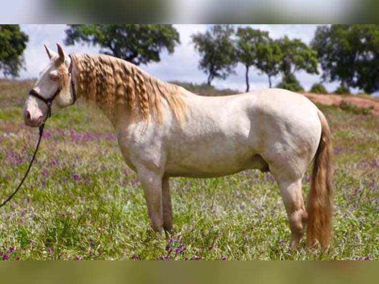 Lusitano Hengst 9 Jaar 167 cm in Segurilla