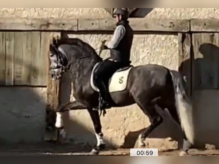 Lusitano Hengst 9 Jaar 168 cm Schimmel in Madrid