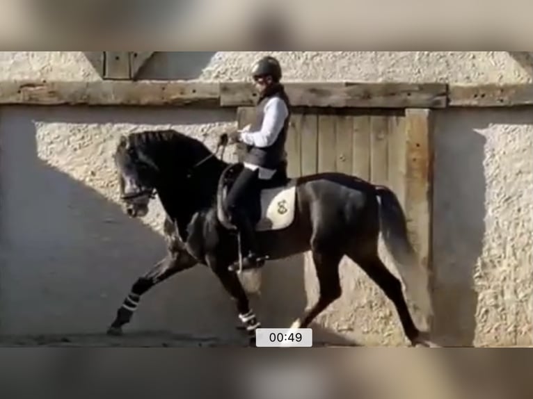 Lusitano Hengst 9 Jaar 168 cm Schimmel in Madrid