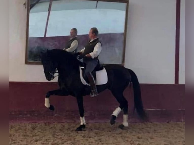 Lusitano Hengst 9 Jaar 168 cm Zwart in Odiáxere