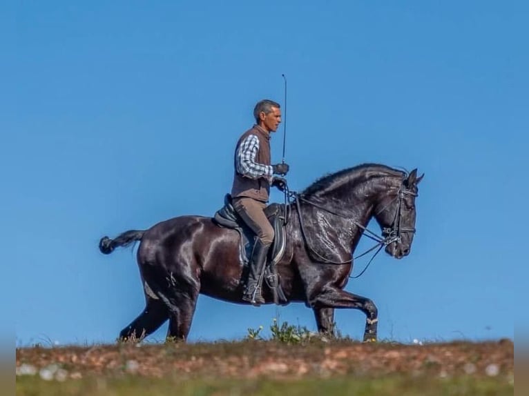 Lusitano Hengst 9 Jaar 168 cm Zwart in Odiáxere