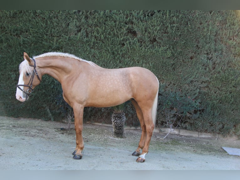 Lusitano Mix Hengst 9 Jaar 170 cm Pearl in La Rinconada