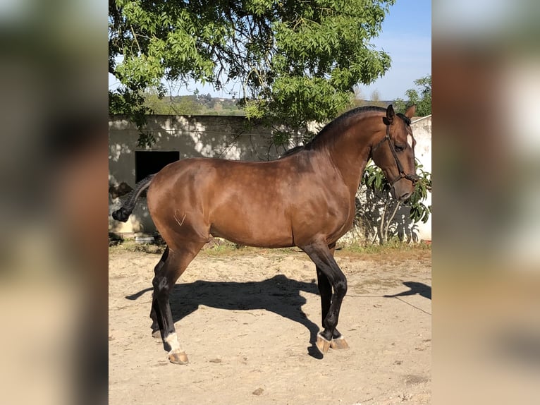 Lusitano Hengst Bruin in Santarém