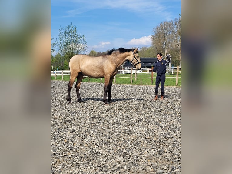 Lusitano Hengst Buckskin in Lelystad