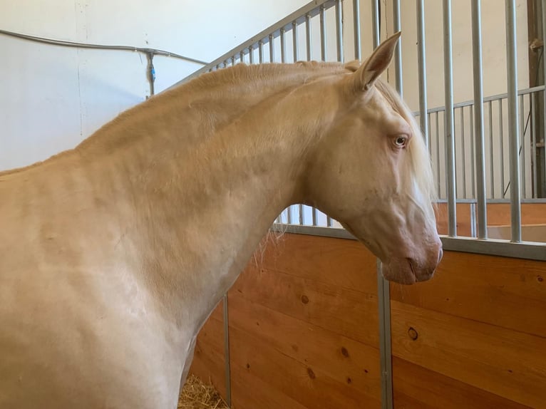 Lusitano Hengst Cremello in Los Barrios