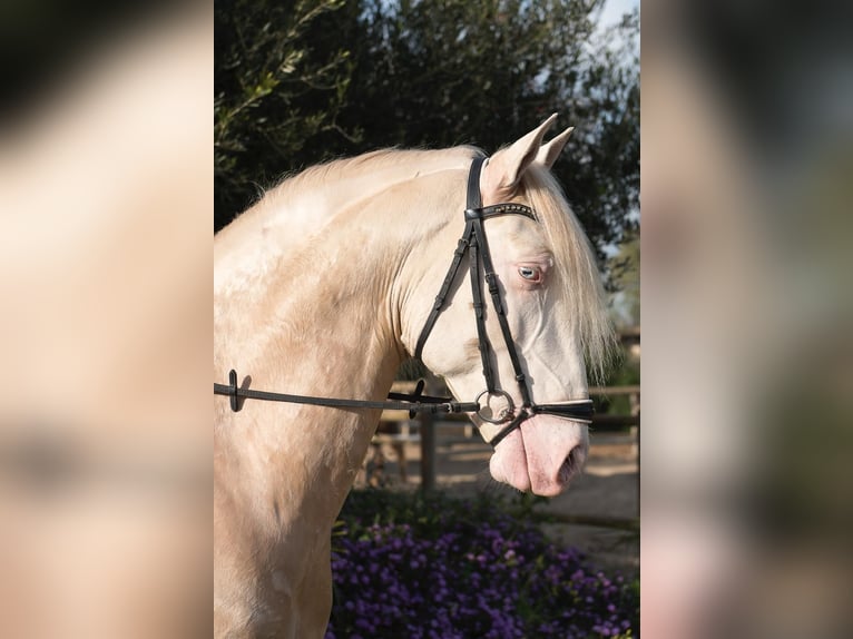 Lusitano Hengst Cremello in Los Barrios
