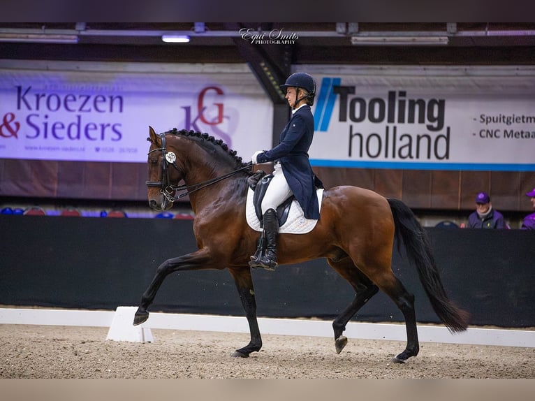 Lusitano Hengst in Nantes
