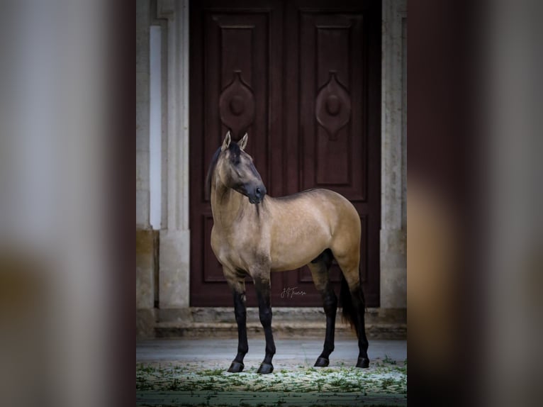 Lusitano Hengst Falbe in Rio Maior