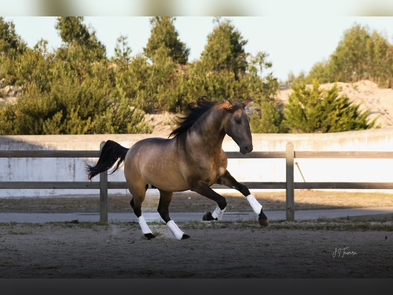 Lusitano Hengst Falbe in Rio Maior