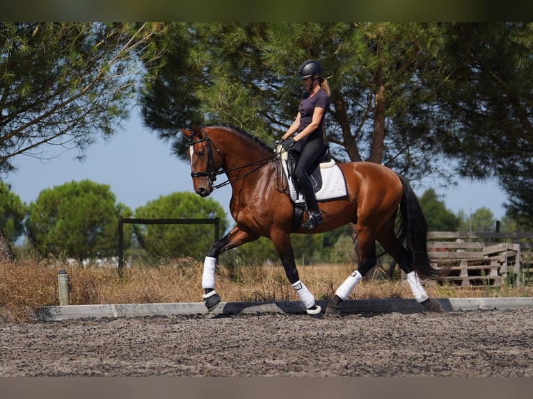 Lusitano Hengst Roodbruin in Água Derramada