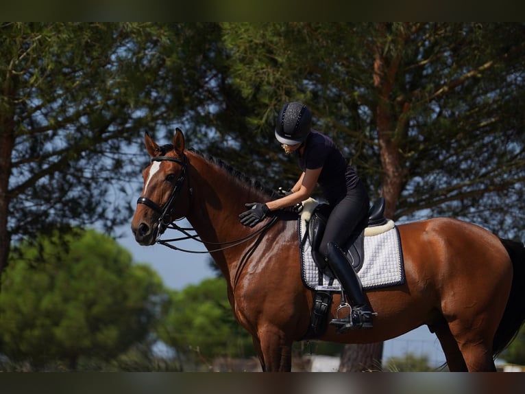 Lusitano Hengst Roodbruin in Água Derramada