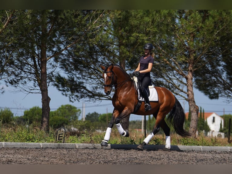 Lusitano Hengst Roodbruin in Água Derramada