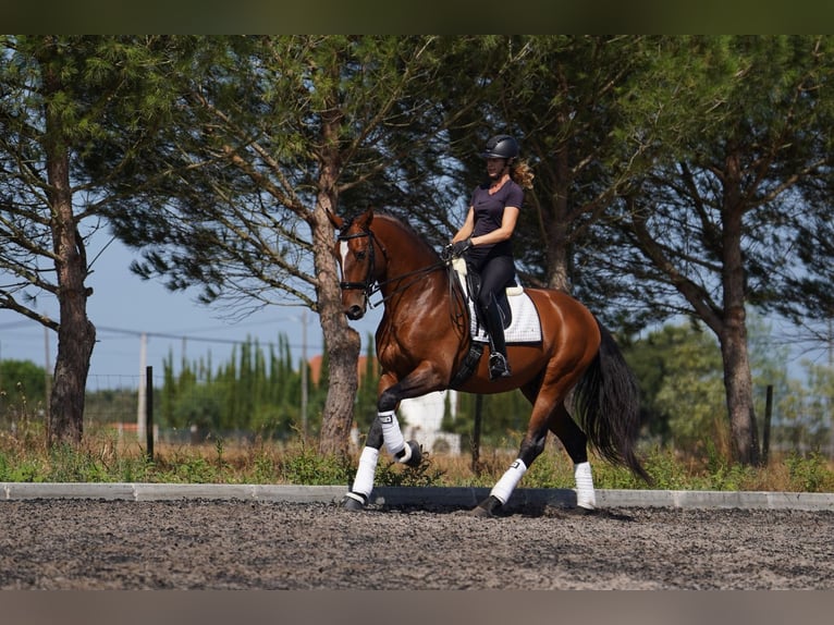 Lusitano Hengst Roodbruin in Água Derramada