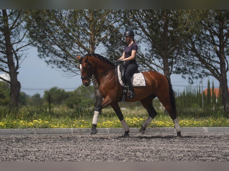 Lusitano Hengst Roodbruin in Água Derramada