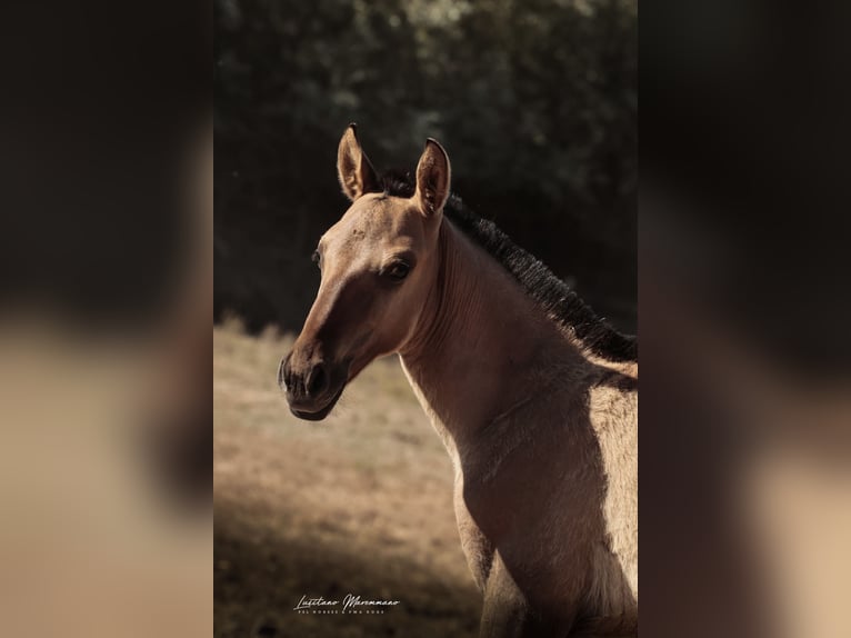 Lusitano Hengst Veulen (04/2025) 155 cm Falbe in Ribeira de São João