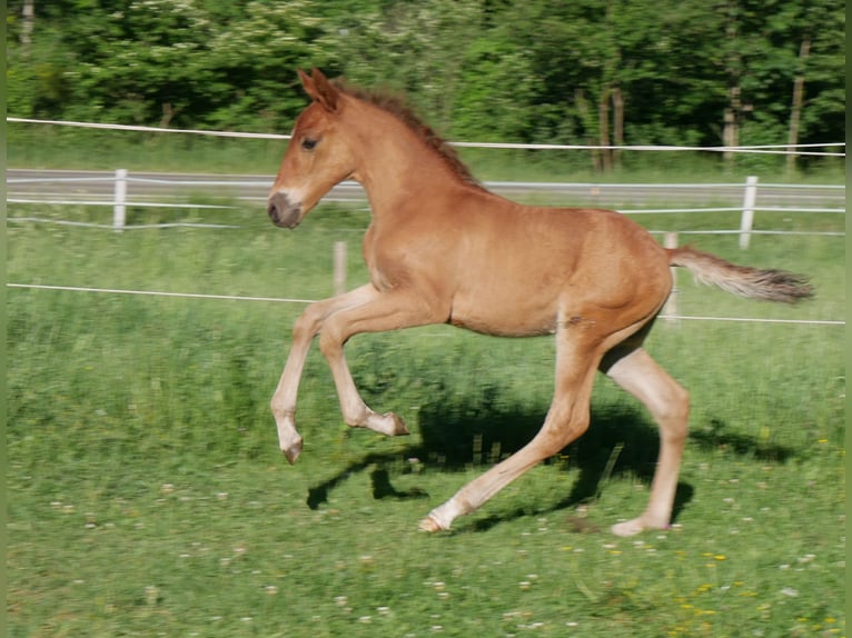 Lusitano Hengst Veulen (05/2026) 160 cm Donkere-vos in Geretsried