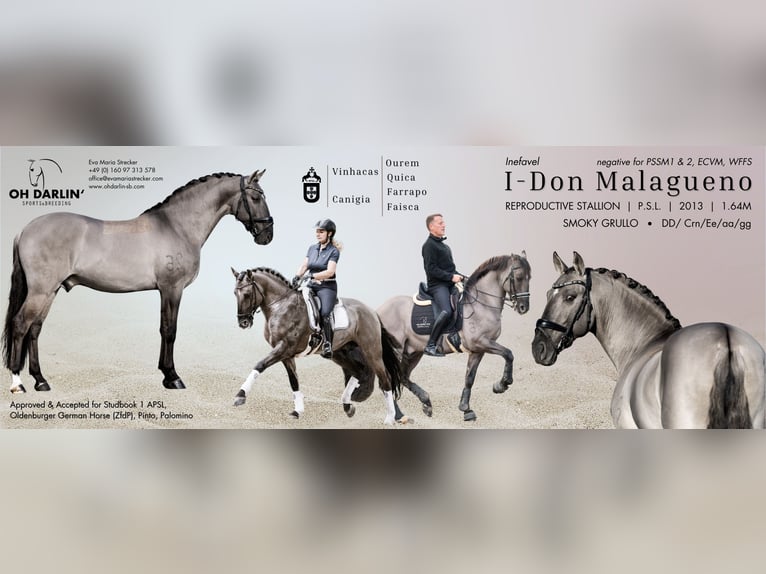 Lusitano Hengst Veulen (03/2025) 160 cm Red Dun in Fuchstal