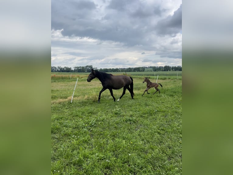 Lusitano Hengst veulen (05/2024) 162 cm Buckskin in Egenhofenenh