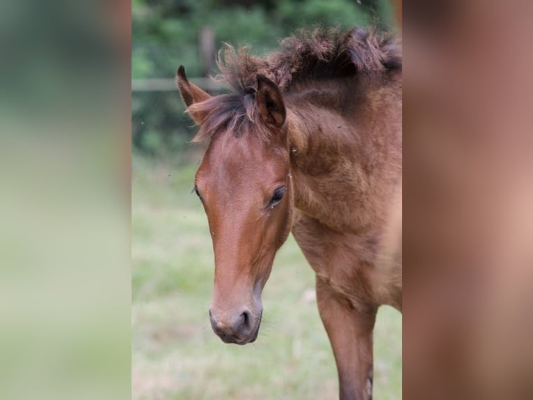 Lusitano Hengst veulen (01/2024) 163 cm Bruin in GOVEN