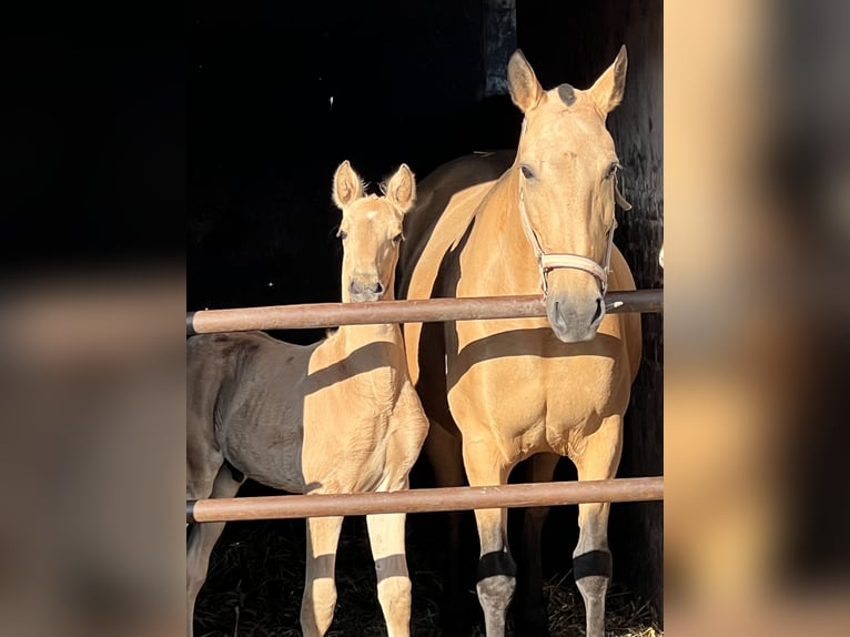 Lusitano Hengst veulen (04/2024) 163 cm Buckskin in Bredene