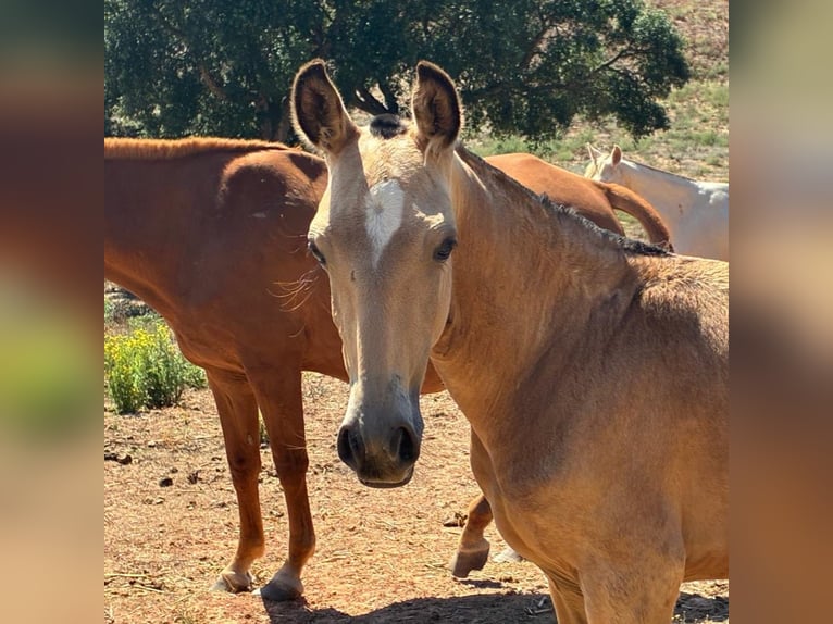 Lusitano Hengst Veulen (03/2025) 163 cm Buckskin in Cadriceira