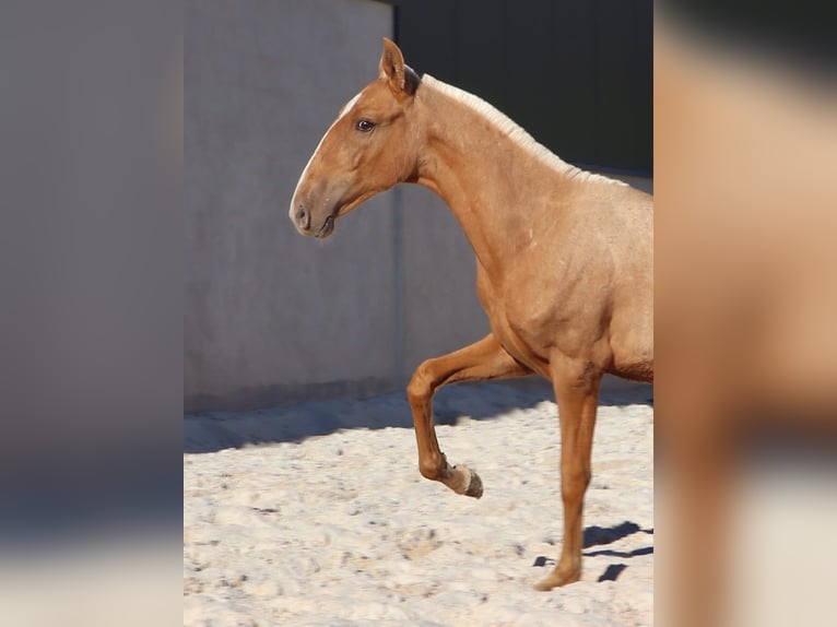 Lusitano Hengst veulen (01/2024) 163 cm Palomino in Rio Maior