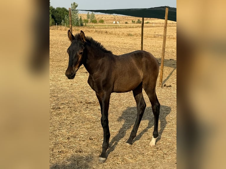 Lusitano Hengst Veulen (04/2025) 163 cm Zwart in &#xC9;voraEvora