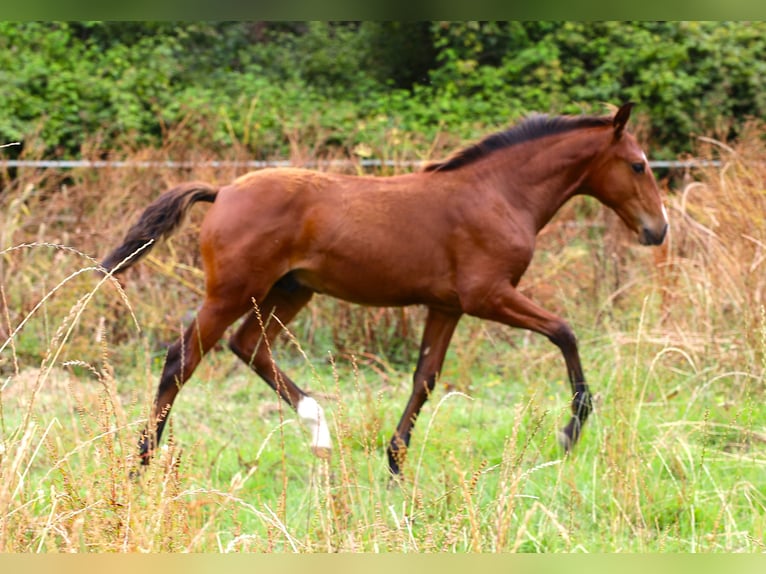Lusitano Hengst Veulen (03/2026) 164 cm Bruin in Crvalhais