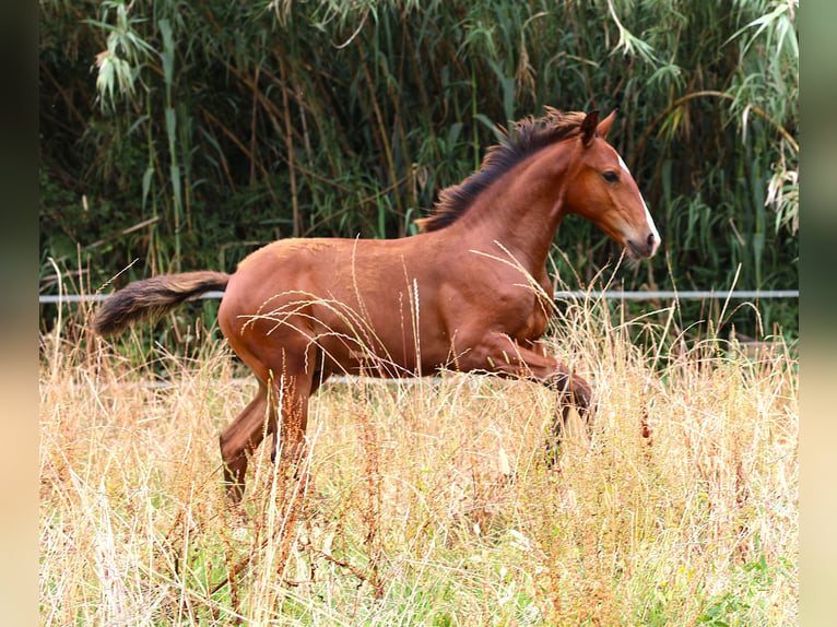 Lusitano Hengst Veulen (03/2026) 164 cm Bruin in Crvalhais