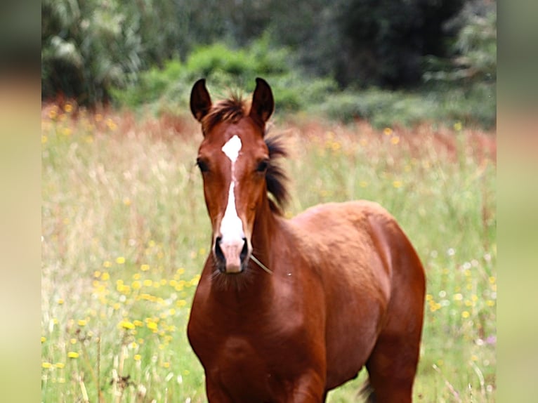 Lusitano Hengst Veulen (03/2026) 164 cm Bruin in Crvalhais