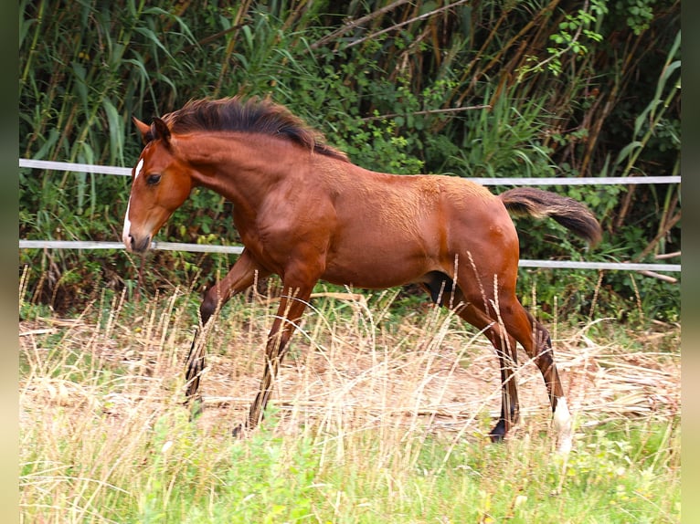 Lusitano Hengst Veulen (03/2026) 164 cm Bruin in Crvalhais