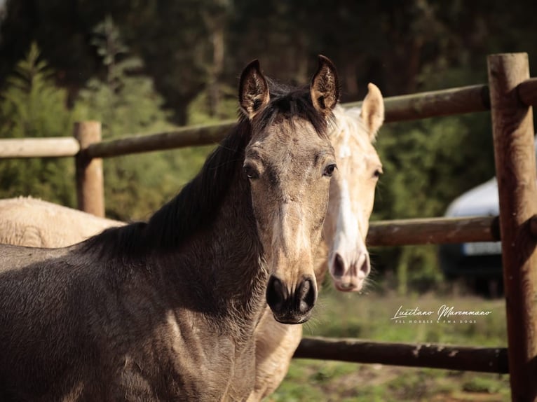 Lusitano Hengst Veulen (03/2025) 164 cm Buckskin in RIO MAIOR