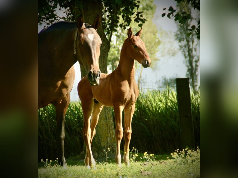 Lusitano Hengst Veulen (04/2026) 165 cm Bruin in Bredene