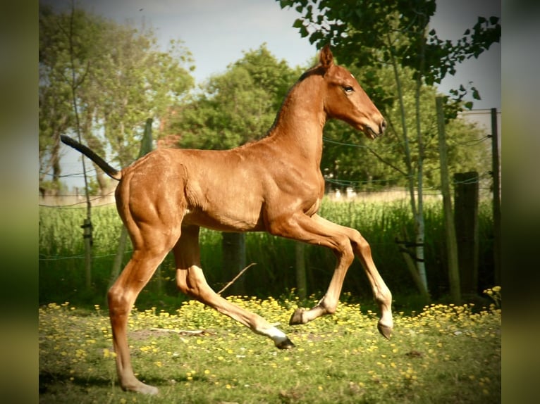 Lusitano Hengst Veulen (04/2026) 165 cm Bruin in Bredene