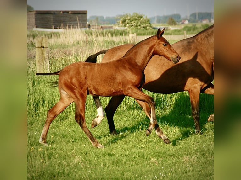 Lusitano Hengst veulen (03/2024) 165 cm Bruin in Bredene