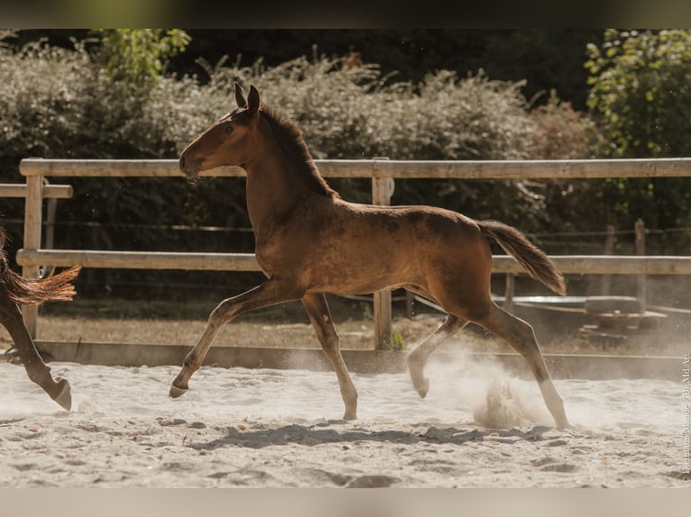 Lusitano Hengst Veulen (05/2026) 165 cm Donkerbruin in Pleyben