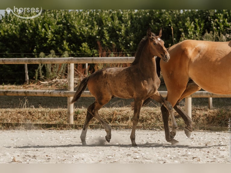 Lusitano Hengst Veulen (05/2026) 165 cm Donkerbruin in Lothey