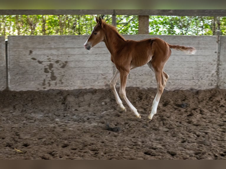 Lusitano Mix Hengst veulen (03/2024) 165 cm Vos in Vlaardingen