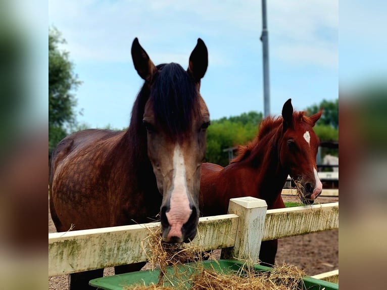 Lusitano Mix Hengst veulen (03/2024) 165 cm Vos in Vlaardingen