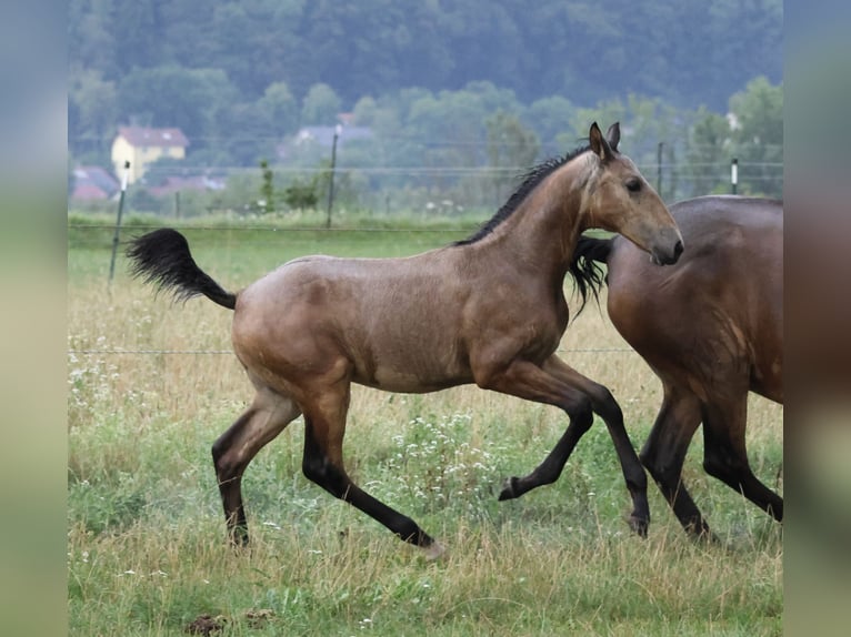 Lusitano Hengst Veulen (04/2026) 166 cm Buckskin in FuchstalFuchstal