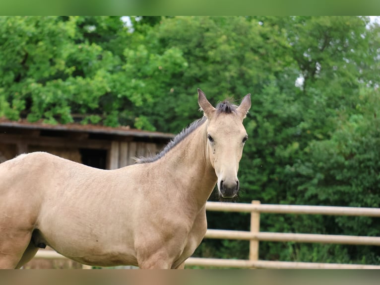 Lusitano Hengst Veulen (04/2026) 166 cm Buckskin in FuchstalFuchstal