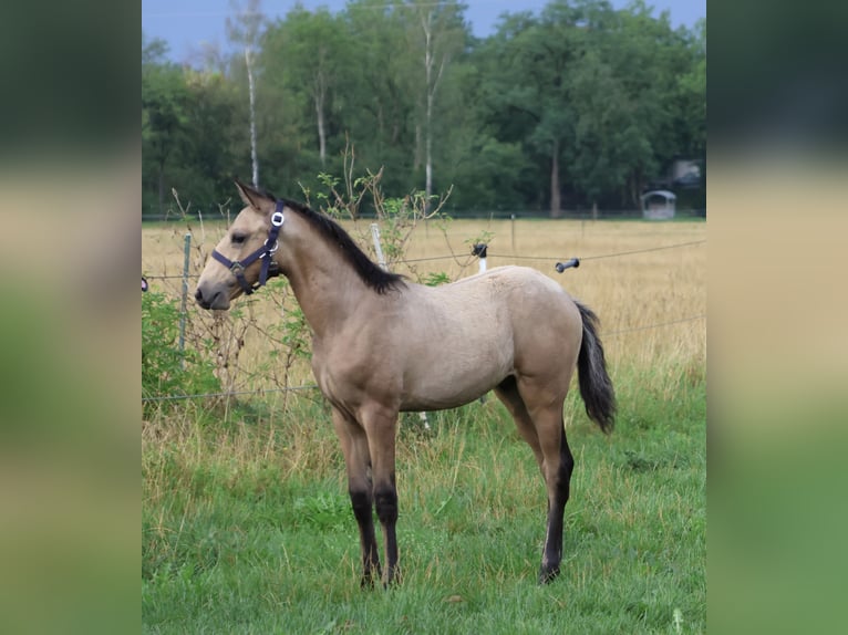 Lusitano Hengst Veulen (04/2026) 166 cm Buckskin in FuchstalFuchstal