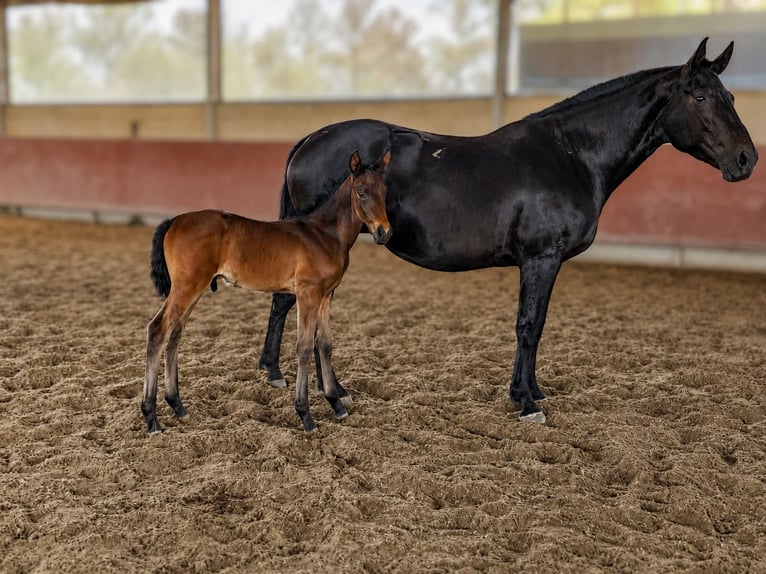 Lusitano Hengst Veulen (05/2026) 170 cm Bruin in Alcacovas