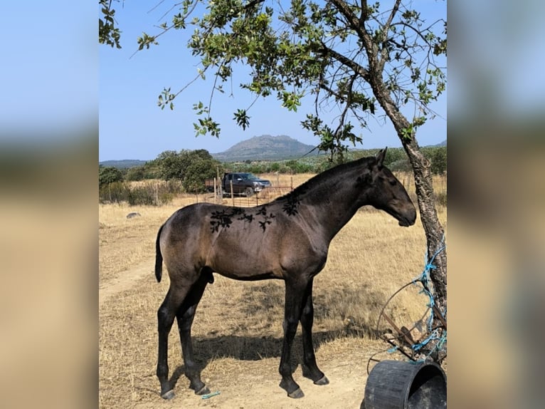 Lusitano Hengst Veulen (07/2026) 170 cm Schimmel in Penha Garcia