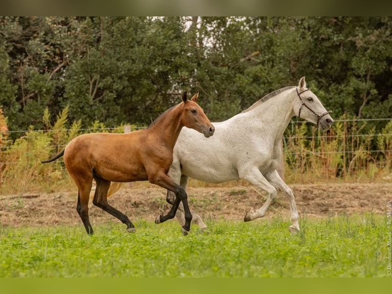 Lusitano Hengst veulen (02/2024) Bruin in Arles