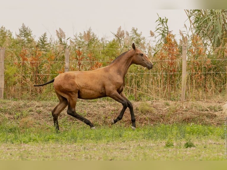 Lusitano Hengst veulen (02/2024) Bruin in Arles