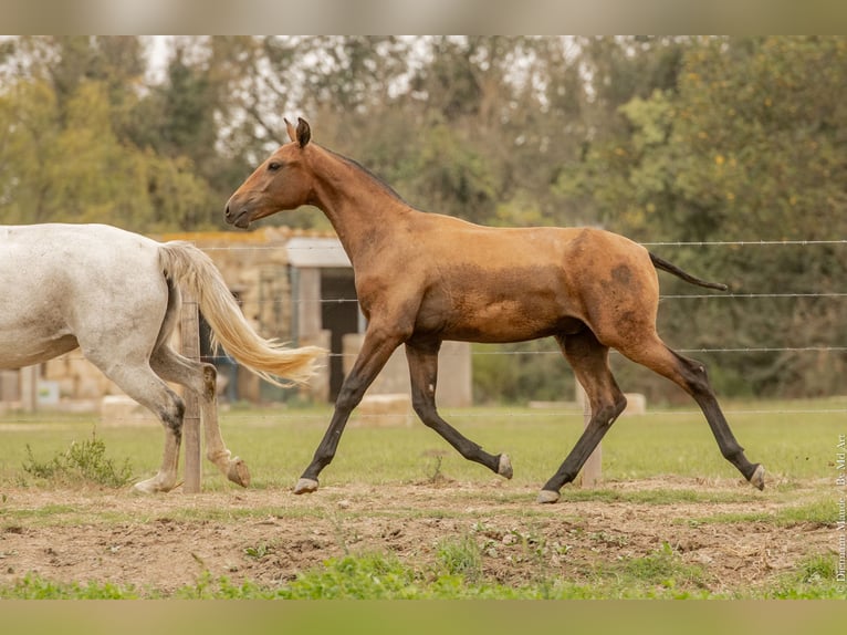 Lusitano Hengst veulen (02/2024) Bruin in Arles