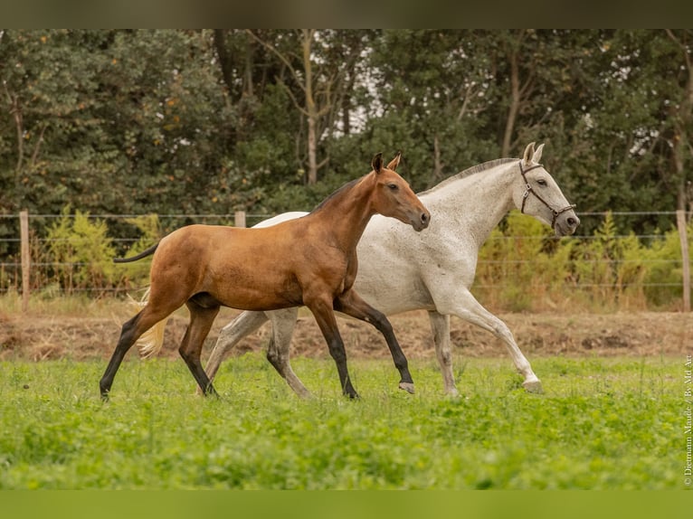 Lusitano Hengst veulen (02/2024) Bruin in Arles