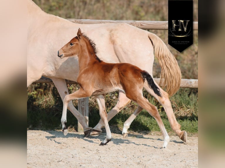 Lusitano Hengst Veulen (01/2026) Buckskin in Grury