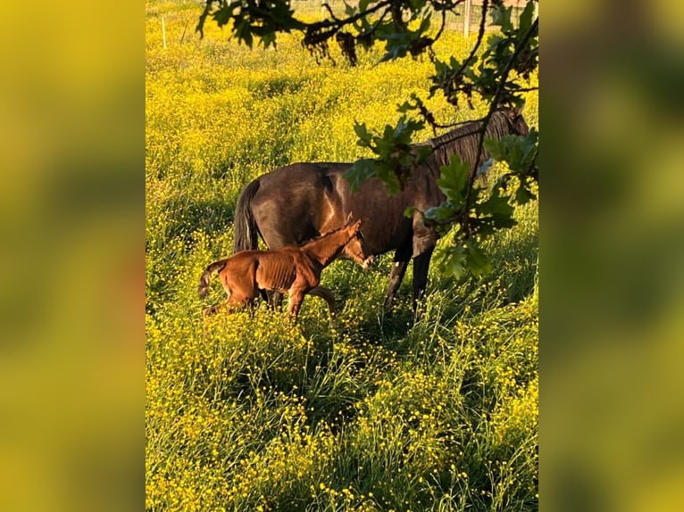 Lusitano Hengst Veulen (01/2025) in Groningen